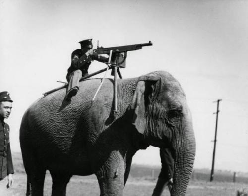 Elephant mounted machine gun 1914